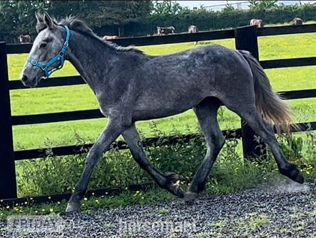 Leeds "Registered Irish Draught" Dapple Grey Filly Young Sport Horse
