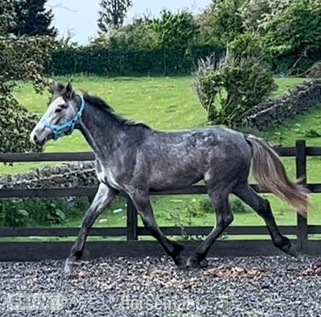 "Registered Irish Draught" Dapple Grey Filly Young Sport Horse in Leeds