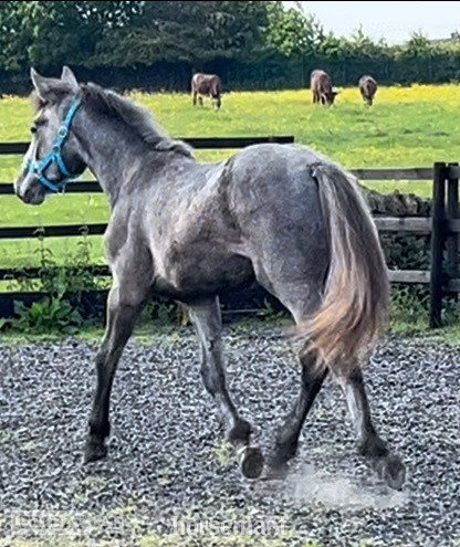 "Registered Irish Draught" Dapple Grey Filly Young Sport Horse - Horses in Leeds