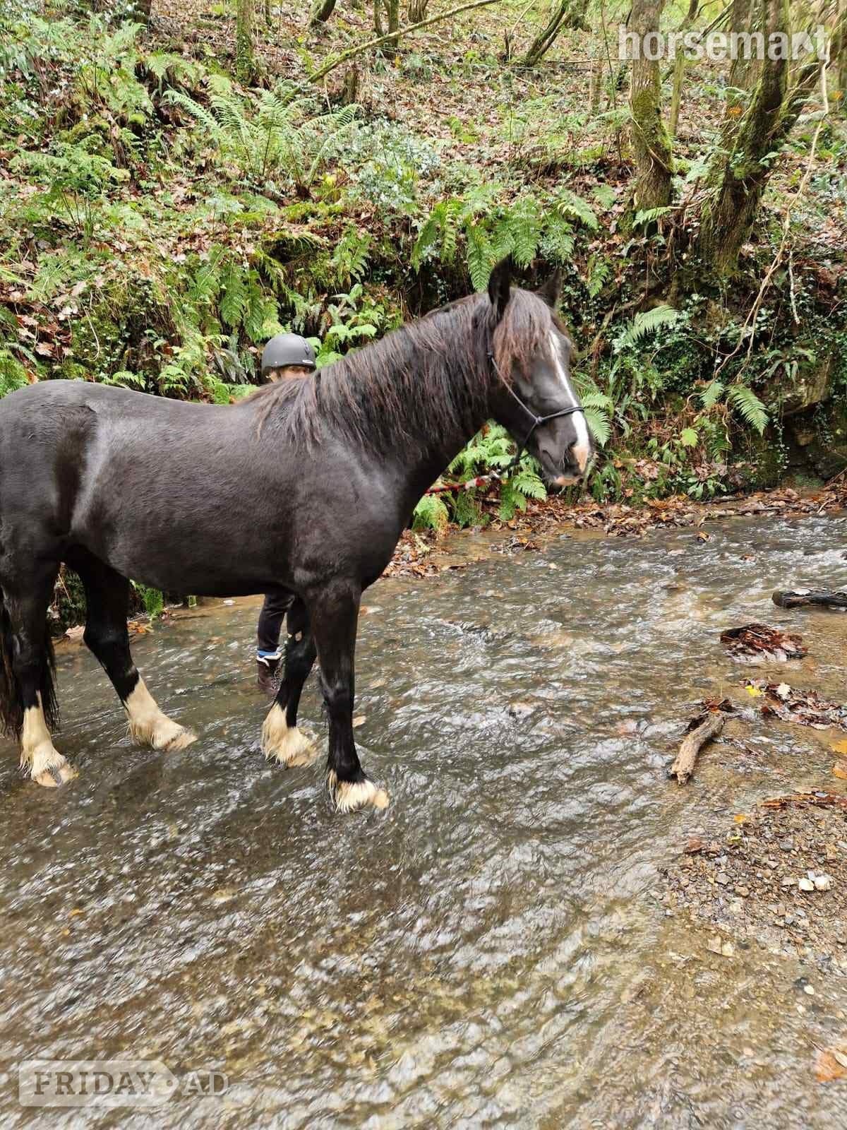 "Luna" Black Mare Broodmare