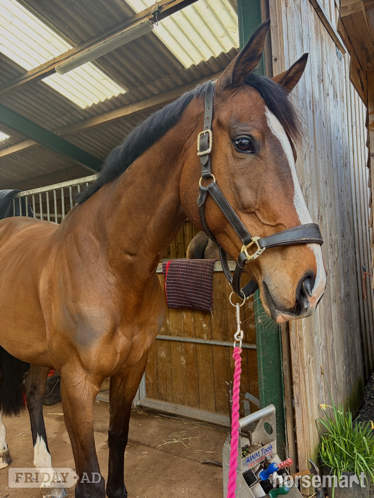 "Barbara (Barbie)" Bay Mare Ex Racehorse in Bridgwater