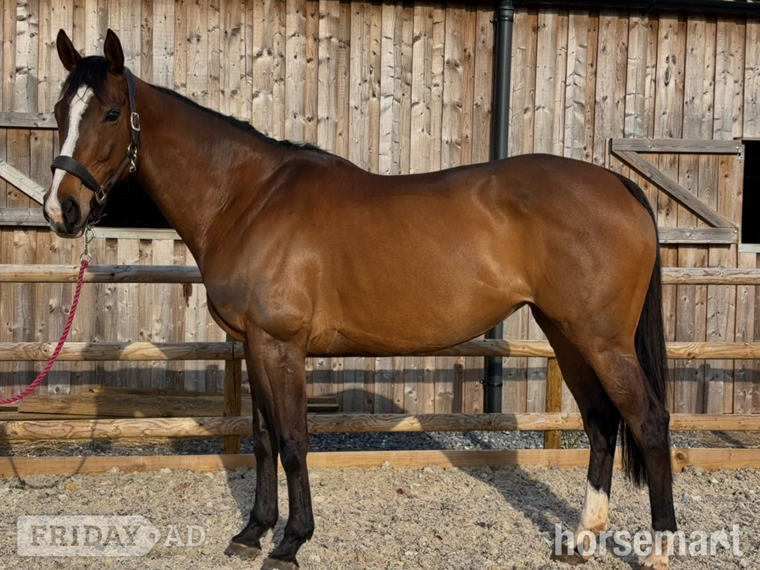 "Barbara (Barbie)" Bay Mare Ex Racehorse