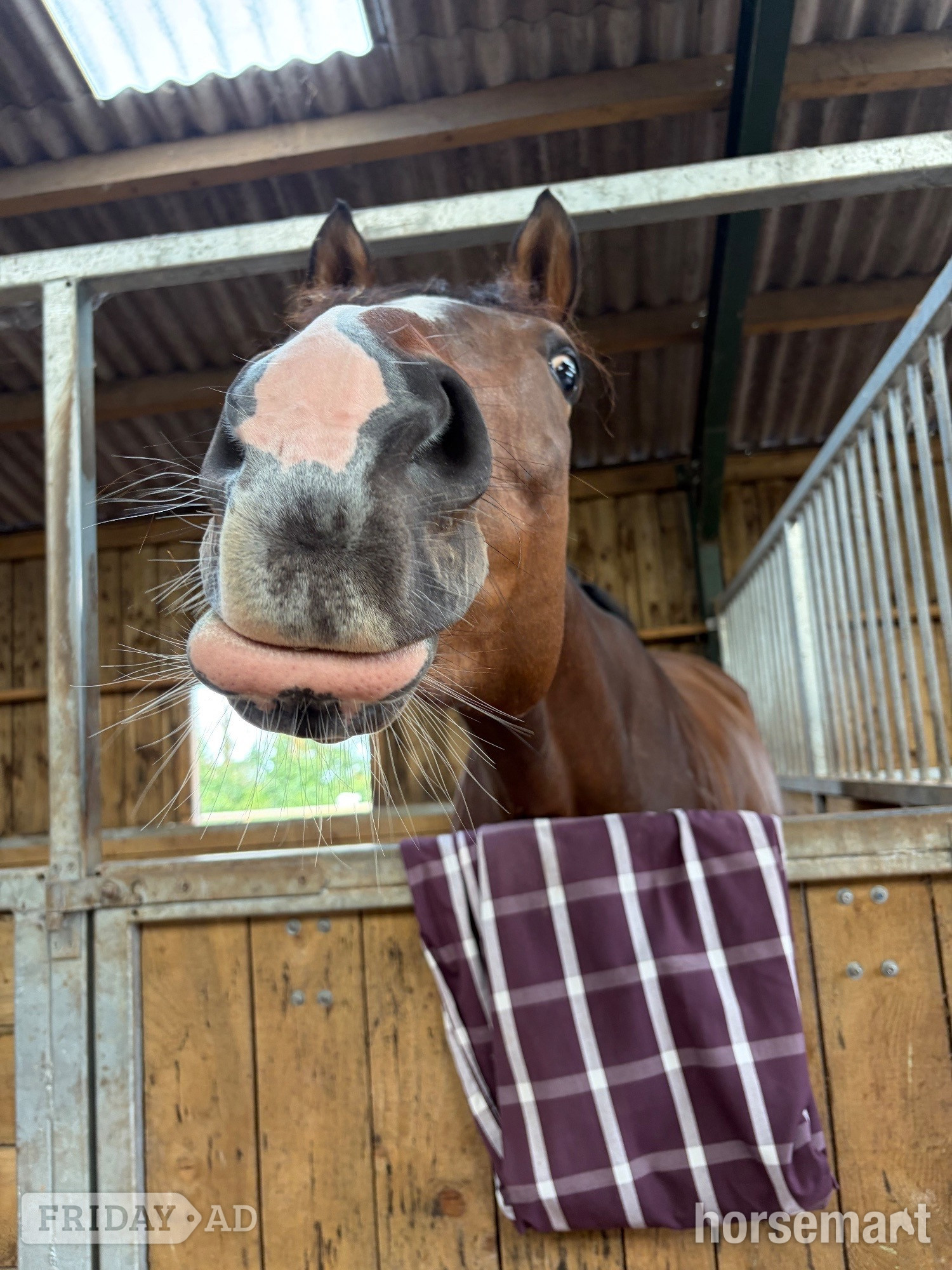 Bridgwater "Barbara (Barbie)" Bay Mare Ex Racehorse