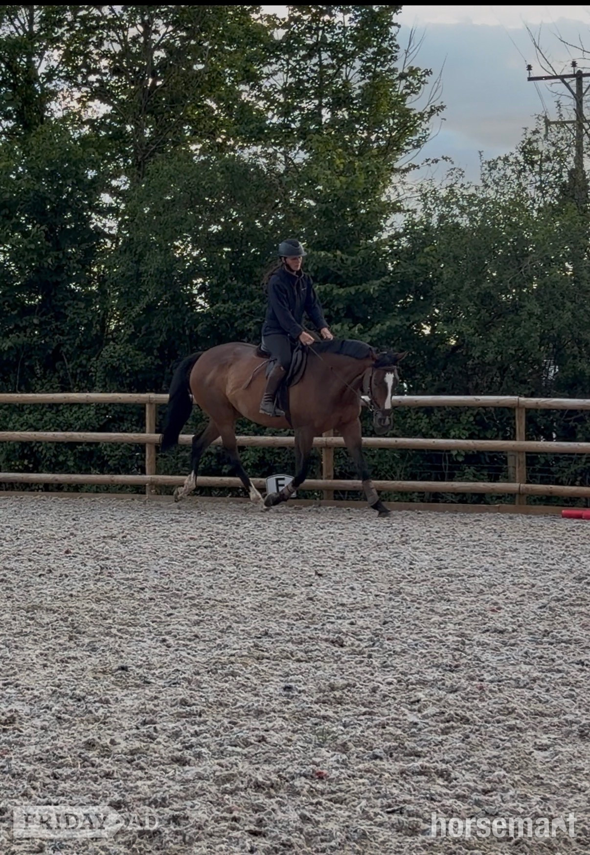 "Barbara (Barbie)" Bay Mare Ex Racehorse - Horses in Bridgwater