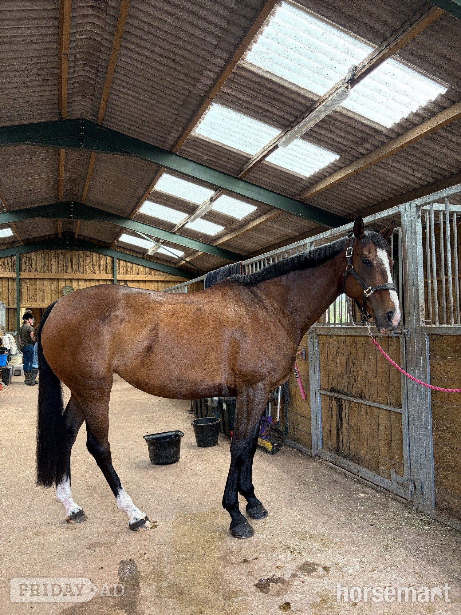 "Barbara (Barbie)" Bay Mare Ex Racehorse - Horses