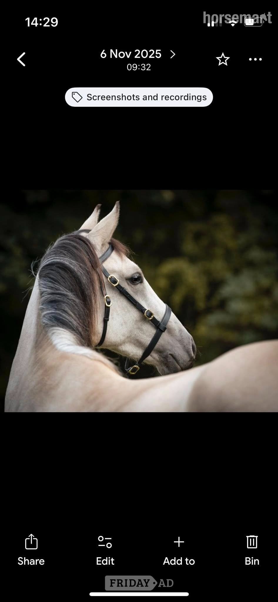 Northallerton Niffler - 6yo 15.1hh slight build gelding for full long term loan