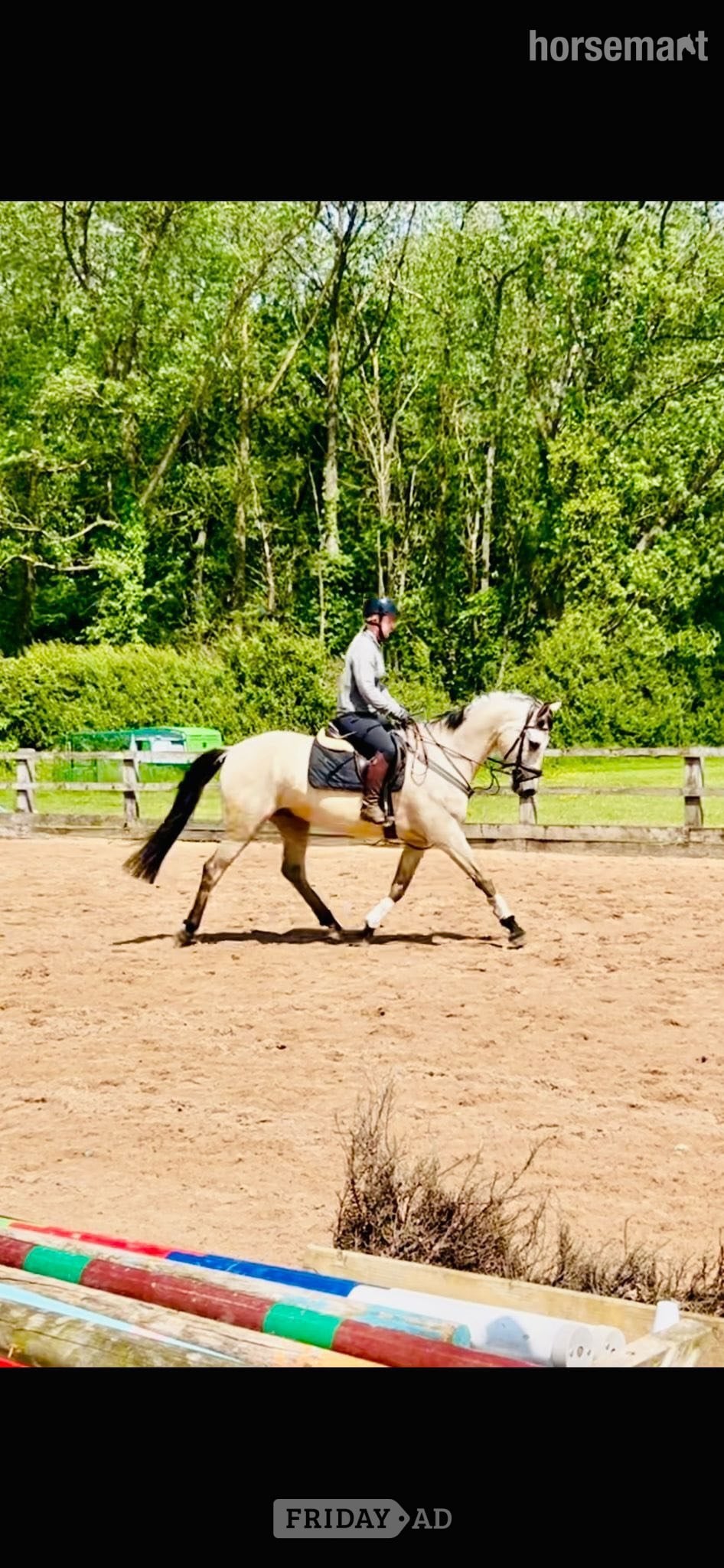 Niffler - 6yo 15.1hh slight build gelding for full long term loan in Northallerton