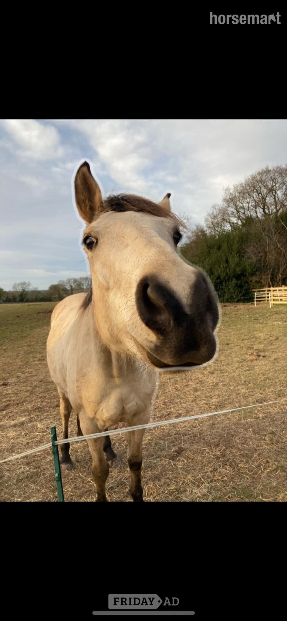 Niffler - 6yo 15.1hh slight build gelding for full long term loan