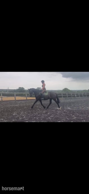 "Nala" Dark Bay Mare All Rounder