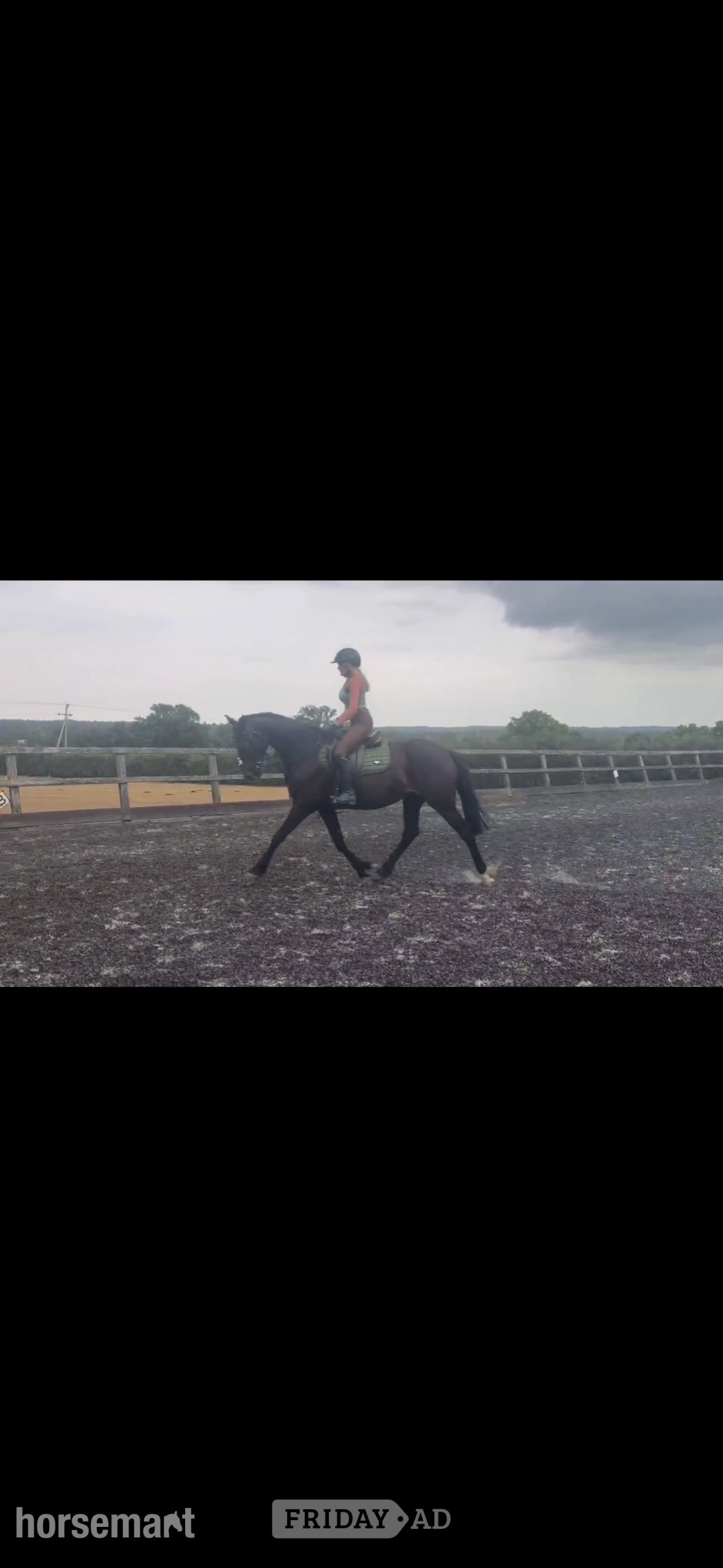 "Nala" Dark Bay Mare All Rounder in Ashford