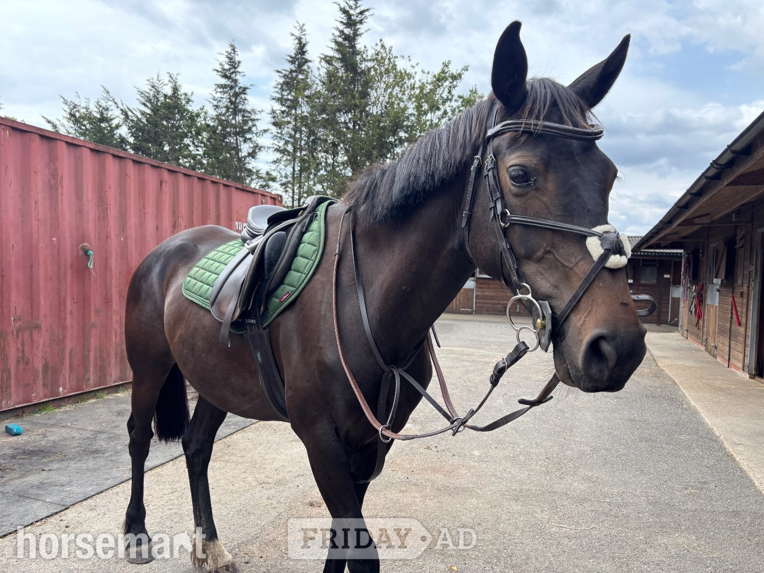 "Nala" Dark Bay Mare All Rounder