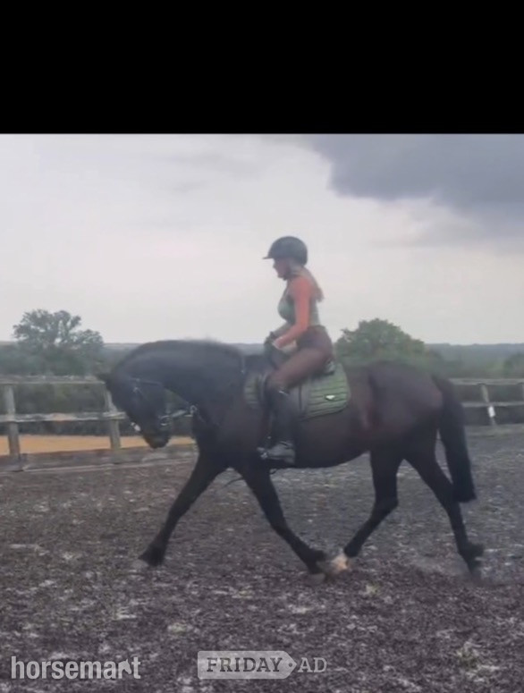 Ashford "Nala" Dark Bay Mare All Rounder