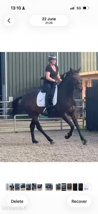 "Tia " Bay Mare All Rounder
