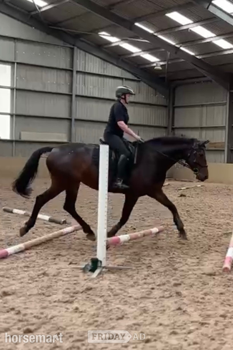 Cumbernauld "Tia " Bay Mare All Rounder