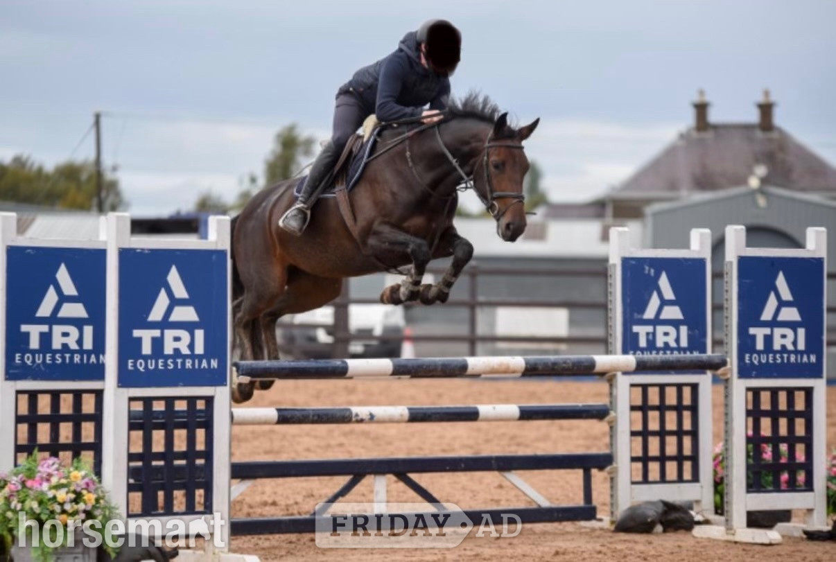 "Tia " Bay Mare All Rounder - Horses in Cumbernauld