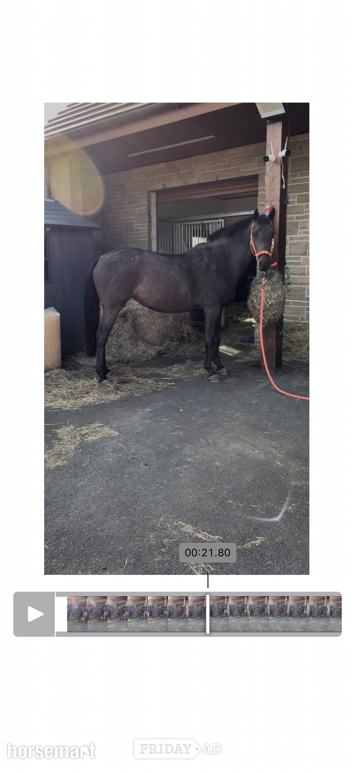 "Tia " Bay Mare All Rounder - Horses