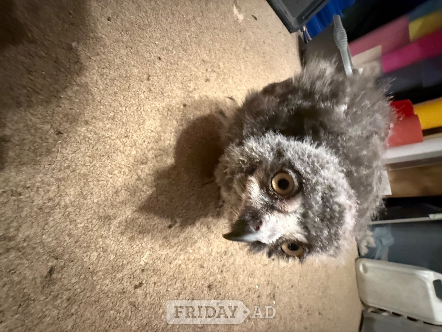 Snow Owls for sale four week old in Market Rasen