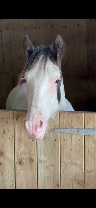 "Tyrmeddich Solo" Piebald Gelding Coloured