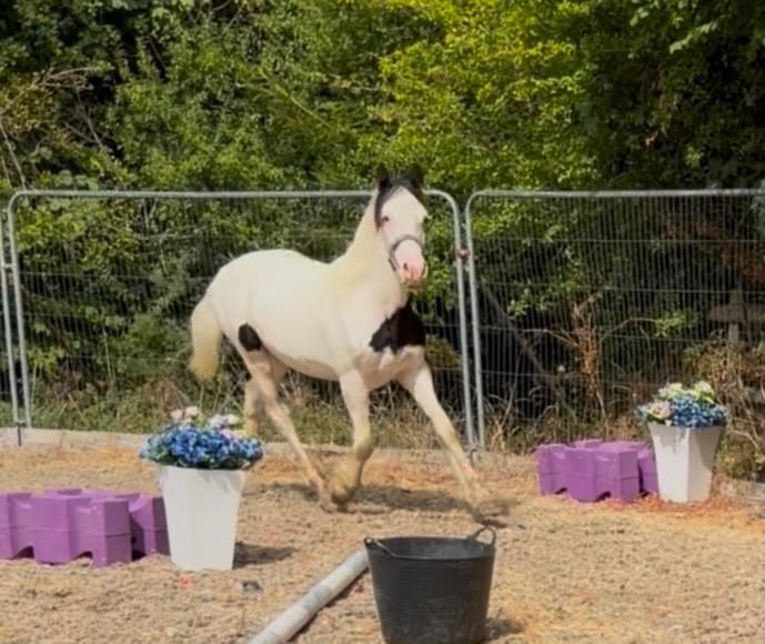 "Tyrmeddich Solo" Piebald Gelding Coloured