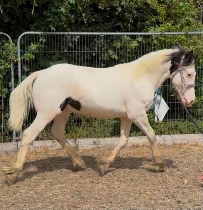 Bicester "Tyrmeddich Solo" Piebald Gelding Coloured
