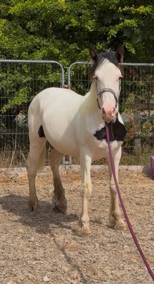 "Tyrmeddich Solo" Piebald Gelding Coloured - Horses in Bicester