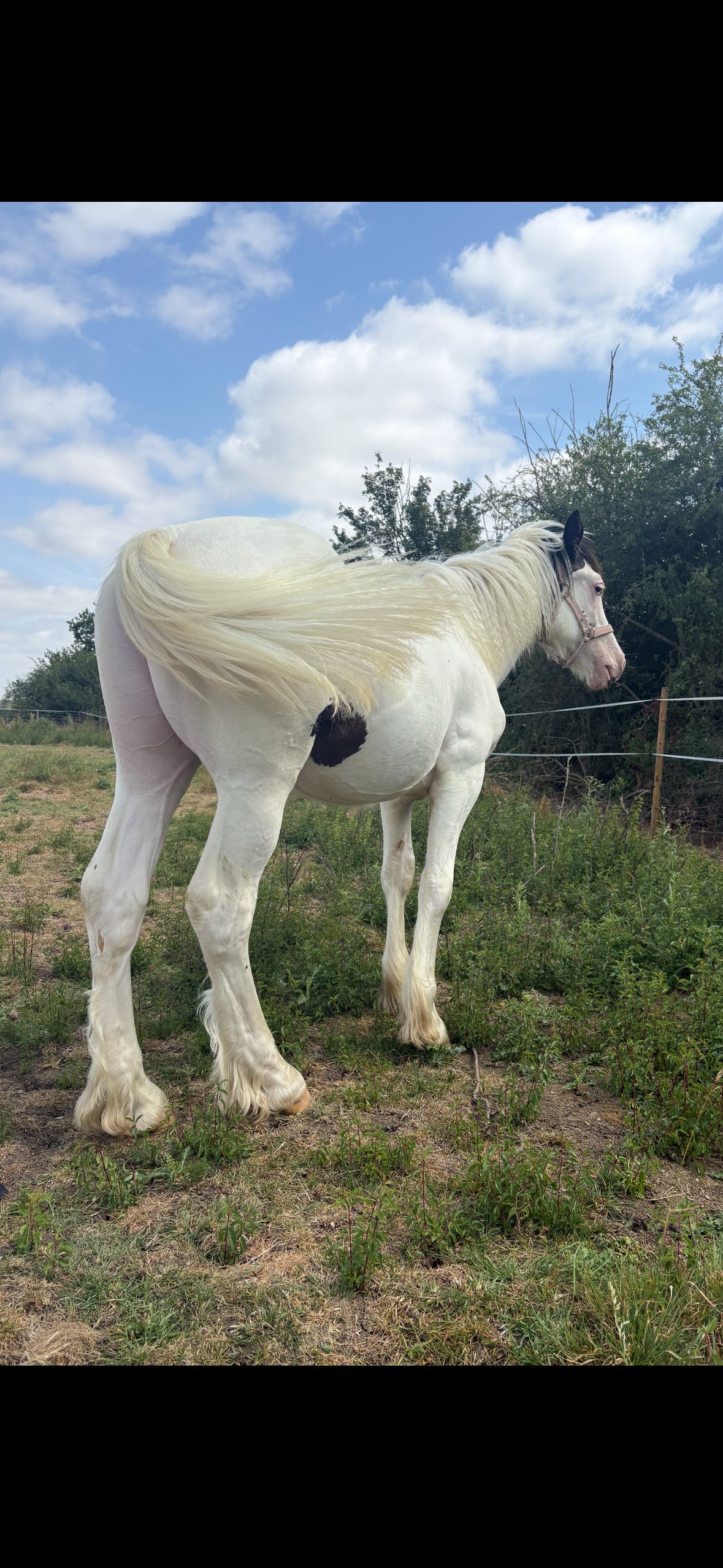 "Tyrmeddich Solo" Piebald Gelding Coloured - Horses