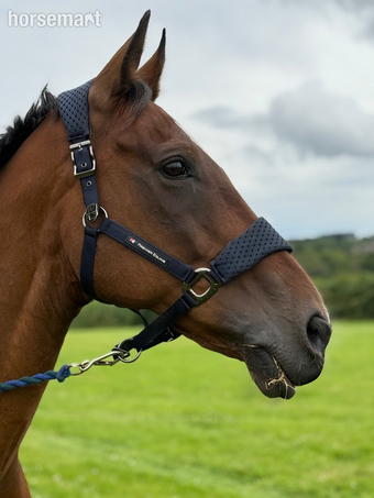 "Master" Bay Gelding All Rounder