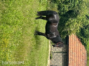 "Lulu" Black Mare Mountain & Moorland Pony