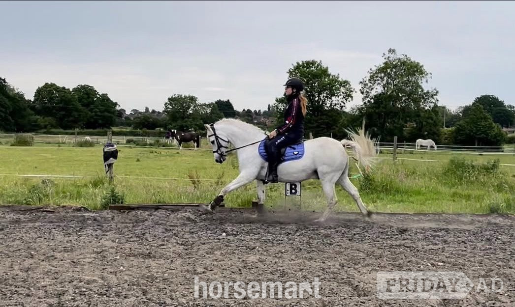 "Blue" Grey Gelding All Rounder