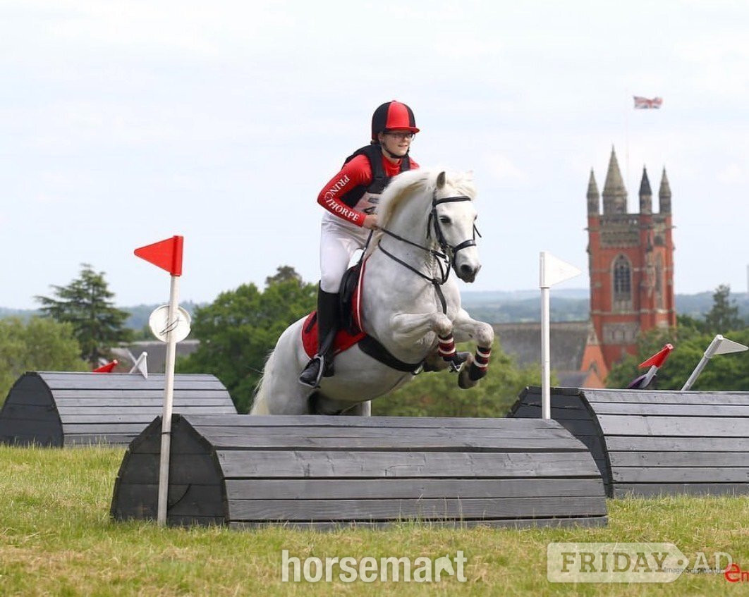 "Blue" Grey Gelding All Rounder in Rugby
