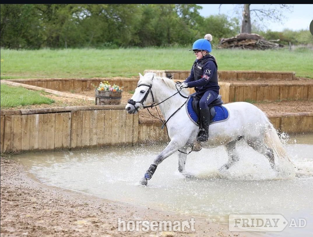 Rugby "Blue" Grey Gelding All Rounder