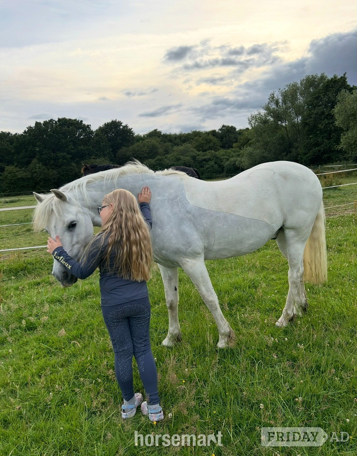 "Blue" Grey Gelding All Rounder - Horses in Rugby