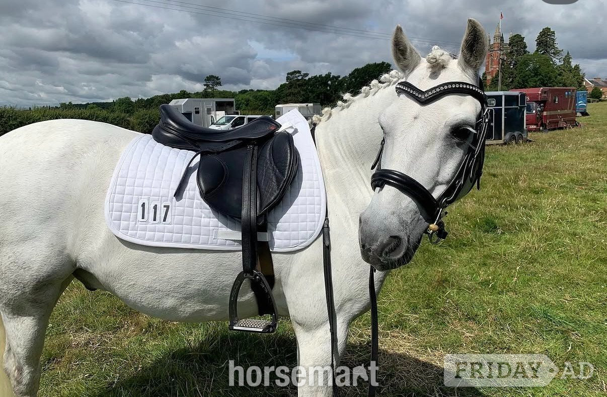 "Blue" Grey Gelding All Rounder - Horses
