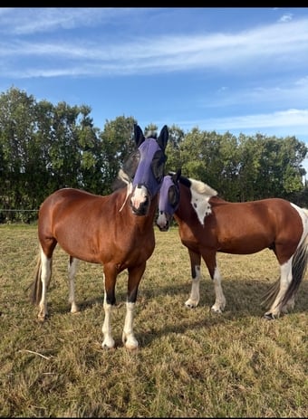 "Penpont Carrie and Penpont ZigZag" Skewbald Mare Coloured