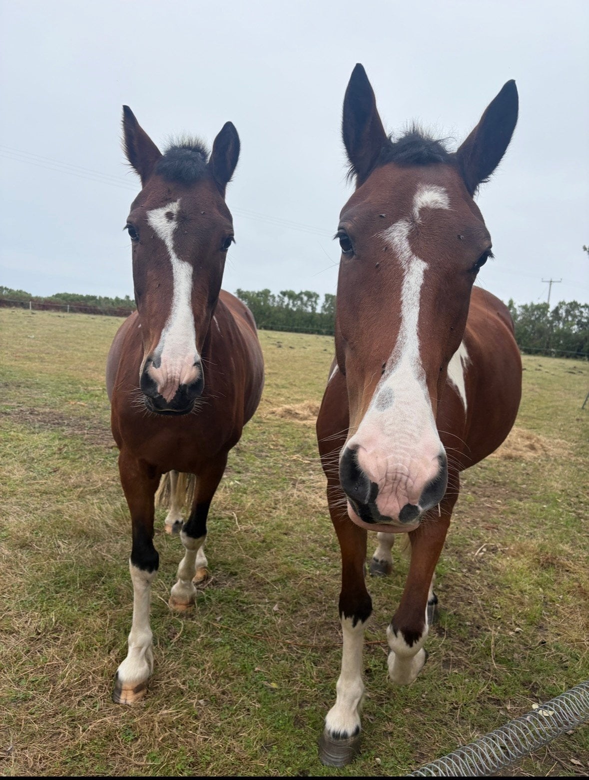 "Penpont Carrie and Penpont ZigZag" Skewbald Mare Coloured