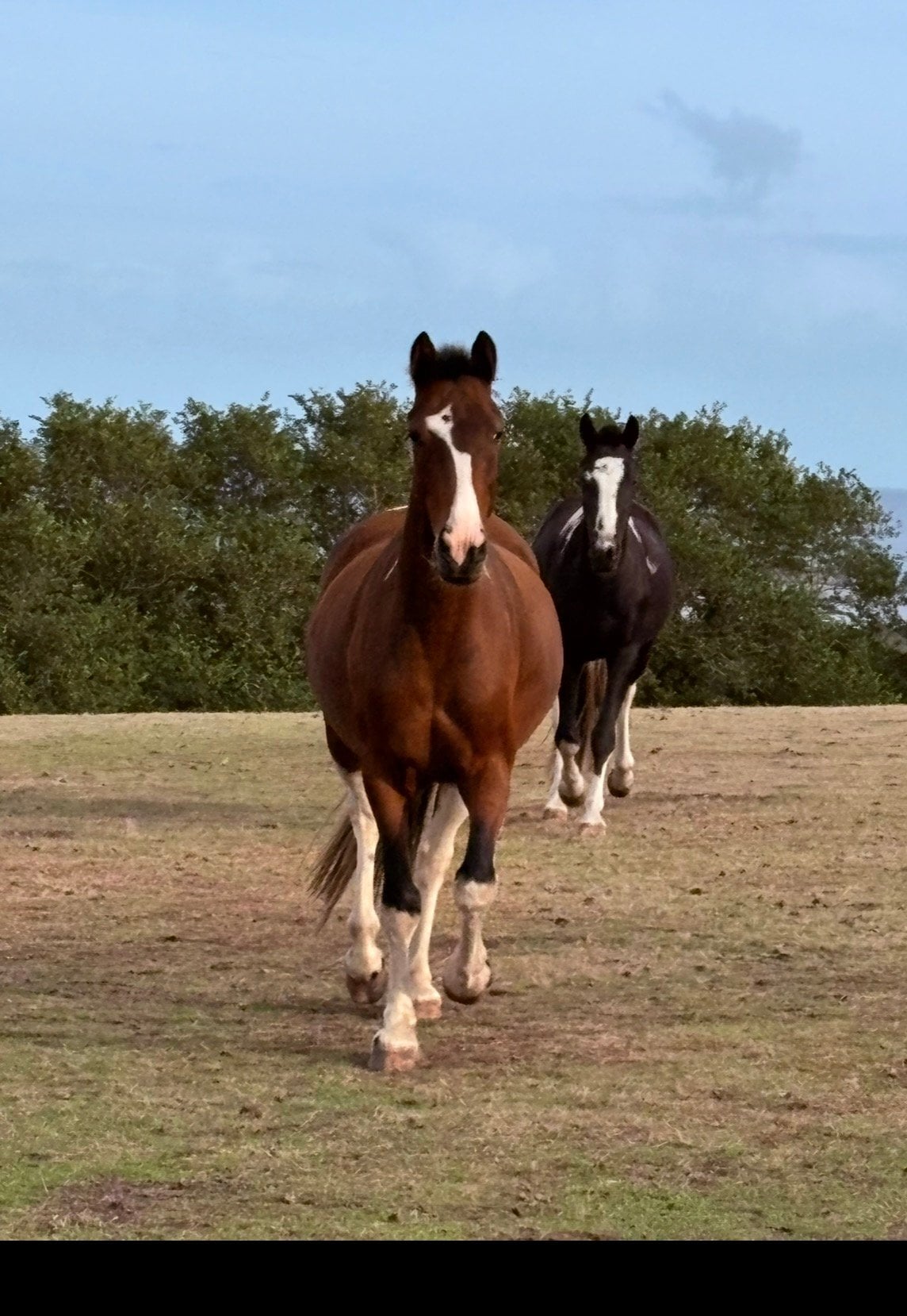 Camborne "Penpont Carrie and Penpont ZigZag" Skewbald Mare Coloured