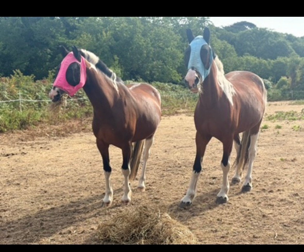 "Penpont Carrie and Penpont ZigZag" Skewbald Mare Coloured - Horses