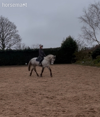 "Marco" Grey Gelding All Rounder