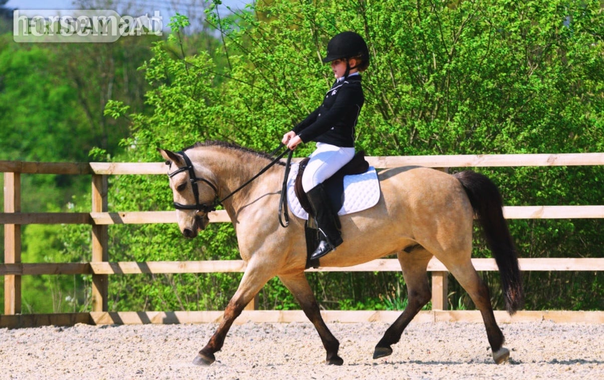 "Dun Dancing" Dun Gelding All Rounder