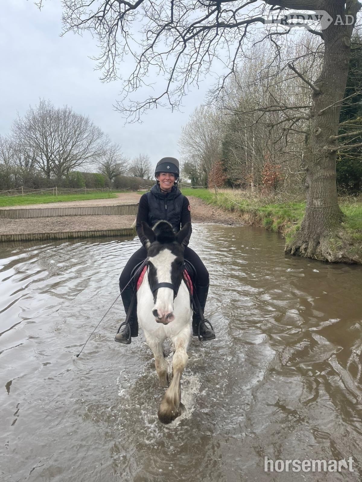 "Lottie " Piebald Mare All Rounder in Huddersfield