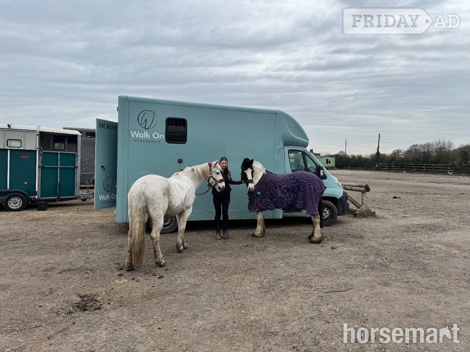 Huddersfield "Lottie " Piebald Mare All Rounder