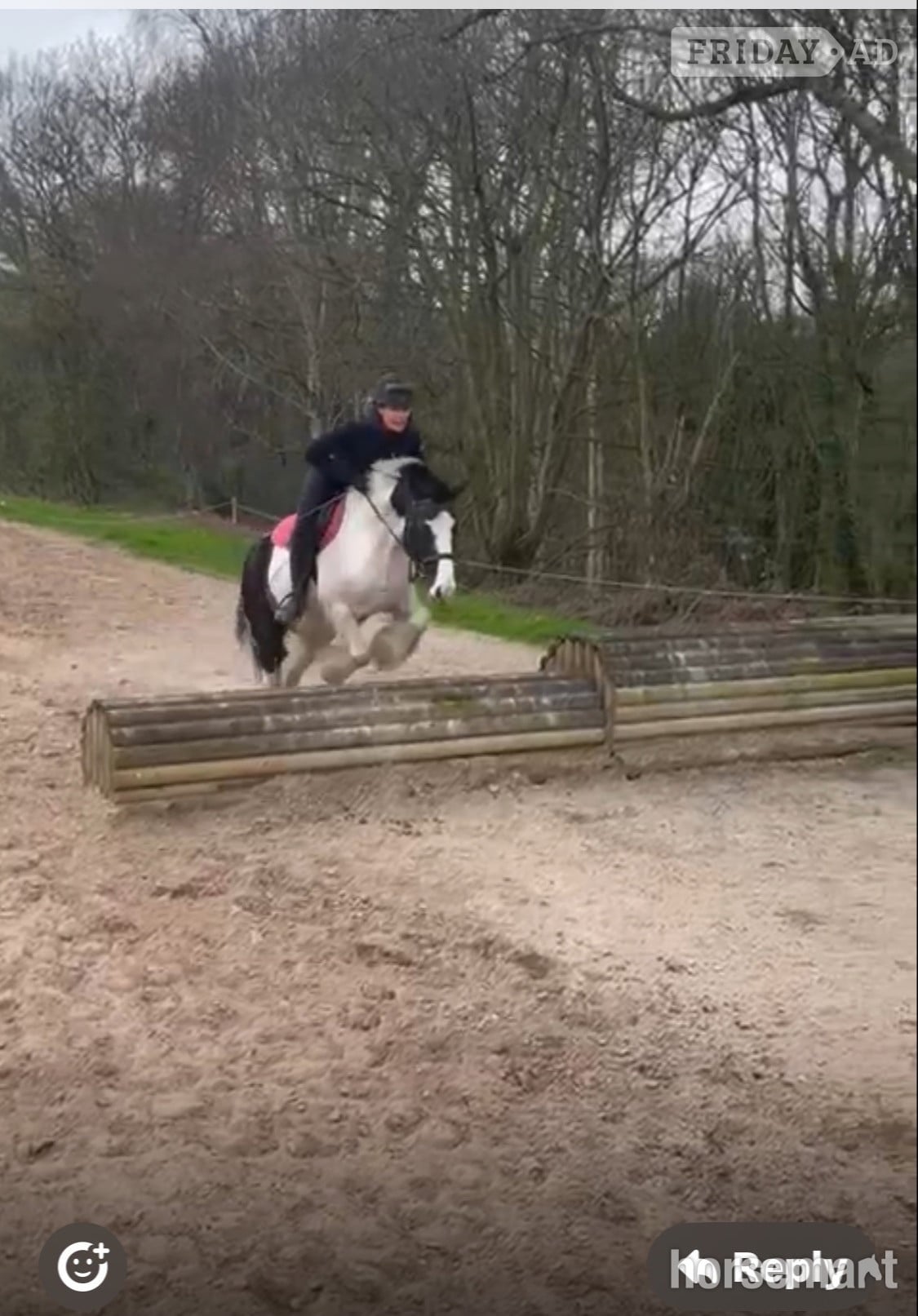 "Lottie " Piebald Mare All Rounder - Horses in Huddersfield