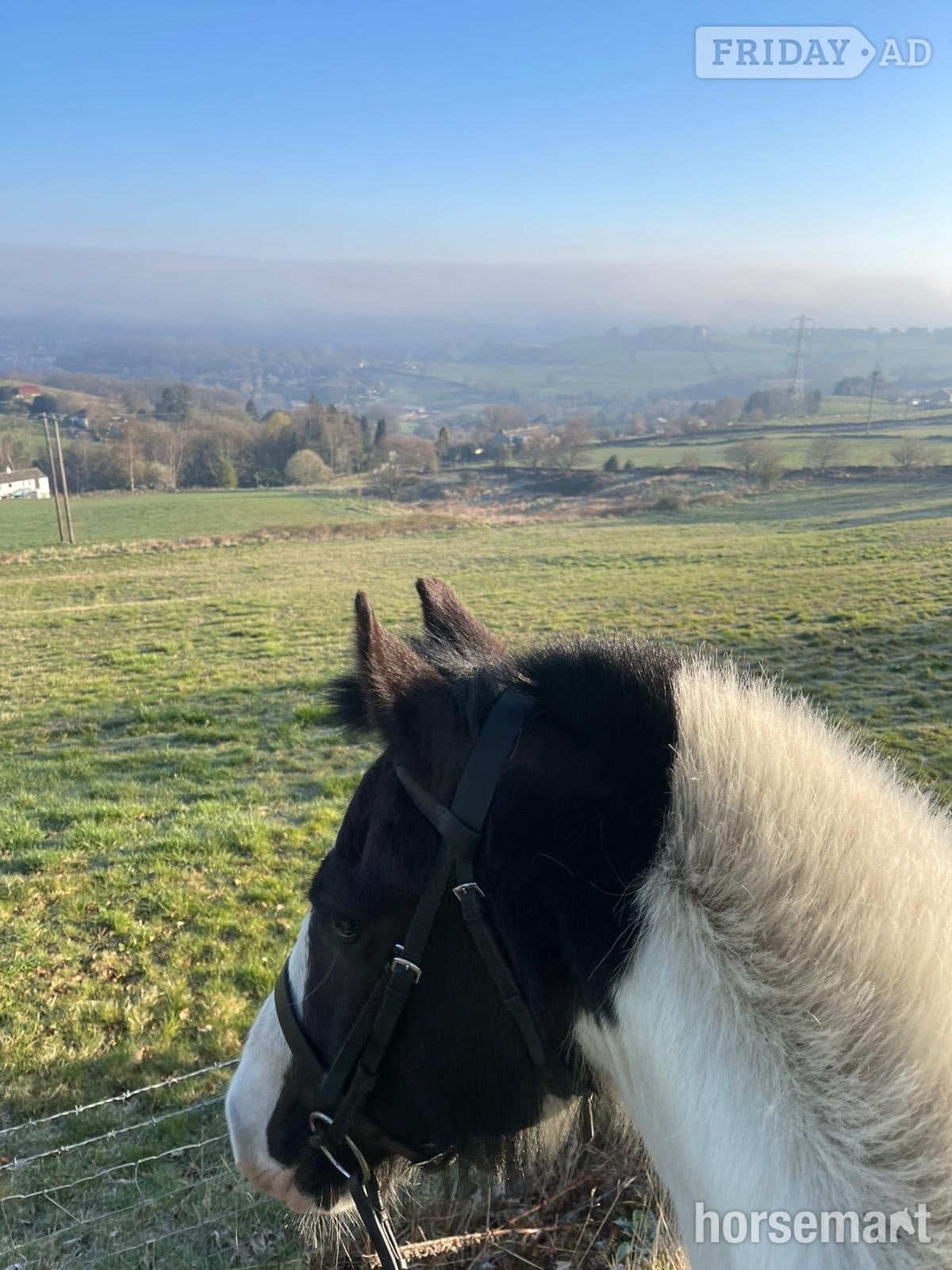 "Lottie " Piebald Mare All Rounder - Horses