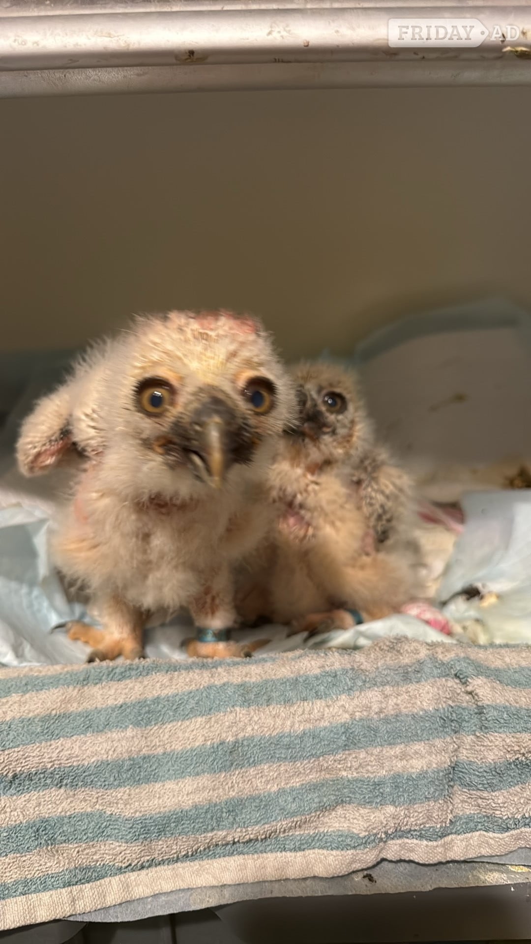 Spectacled Owls, three weeks old in Market Rasen