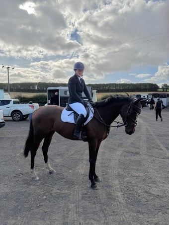 "Storm" Bay Mare All Rounder