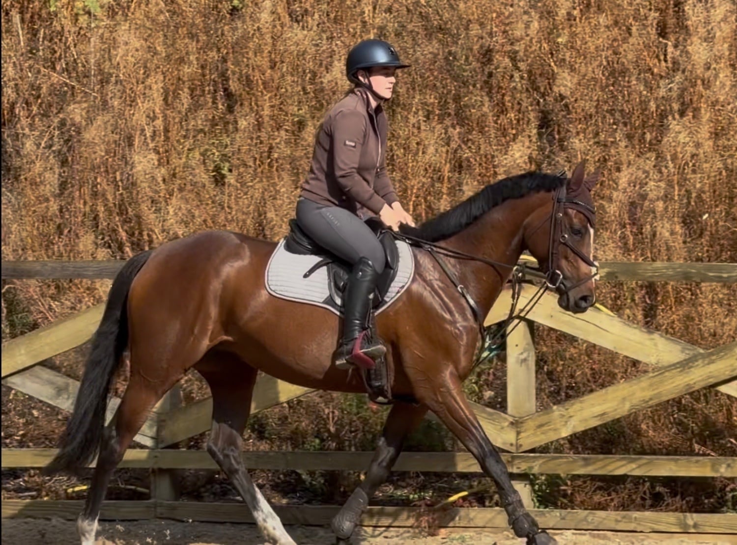 "Storm" Bay Mare All Rounder