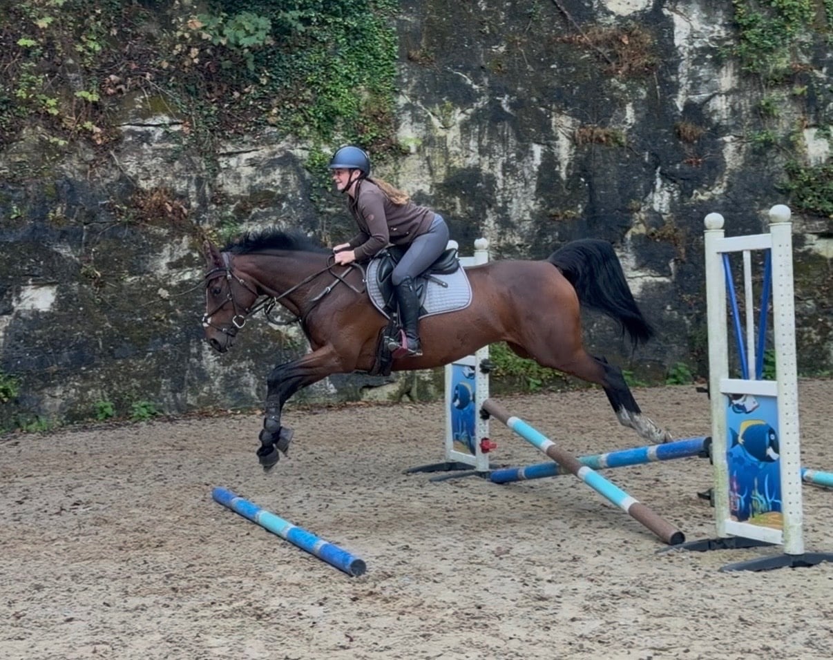 Pontefract "Storm" Bay Mare All Rounder