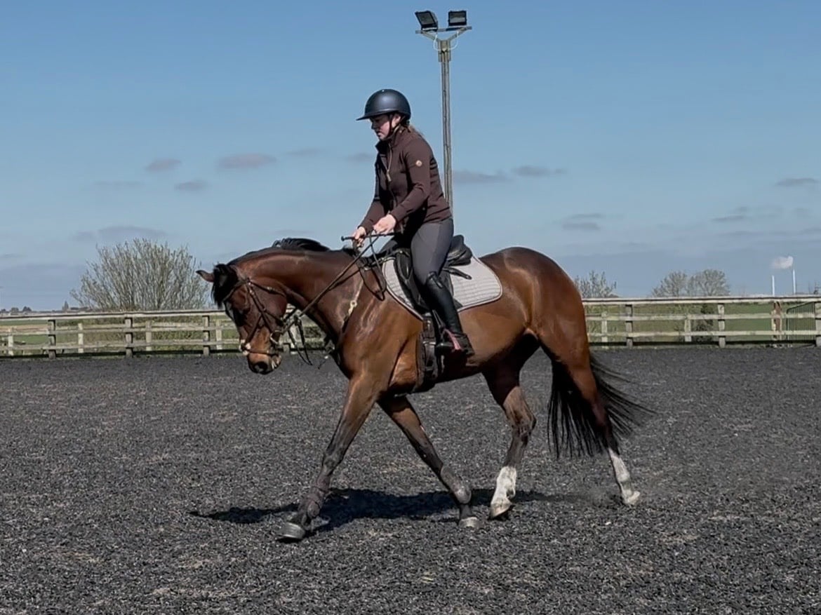 "Storm" Bay Mare All Rounder - Horses in Pontefract