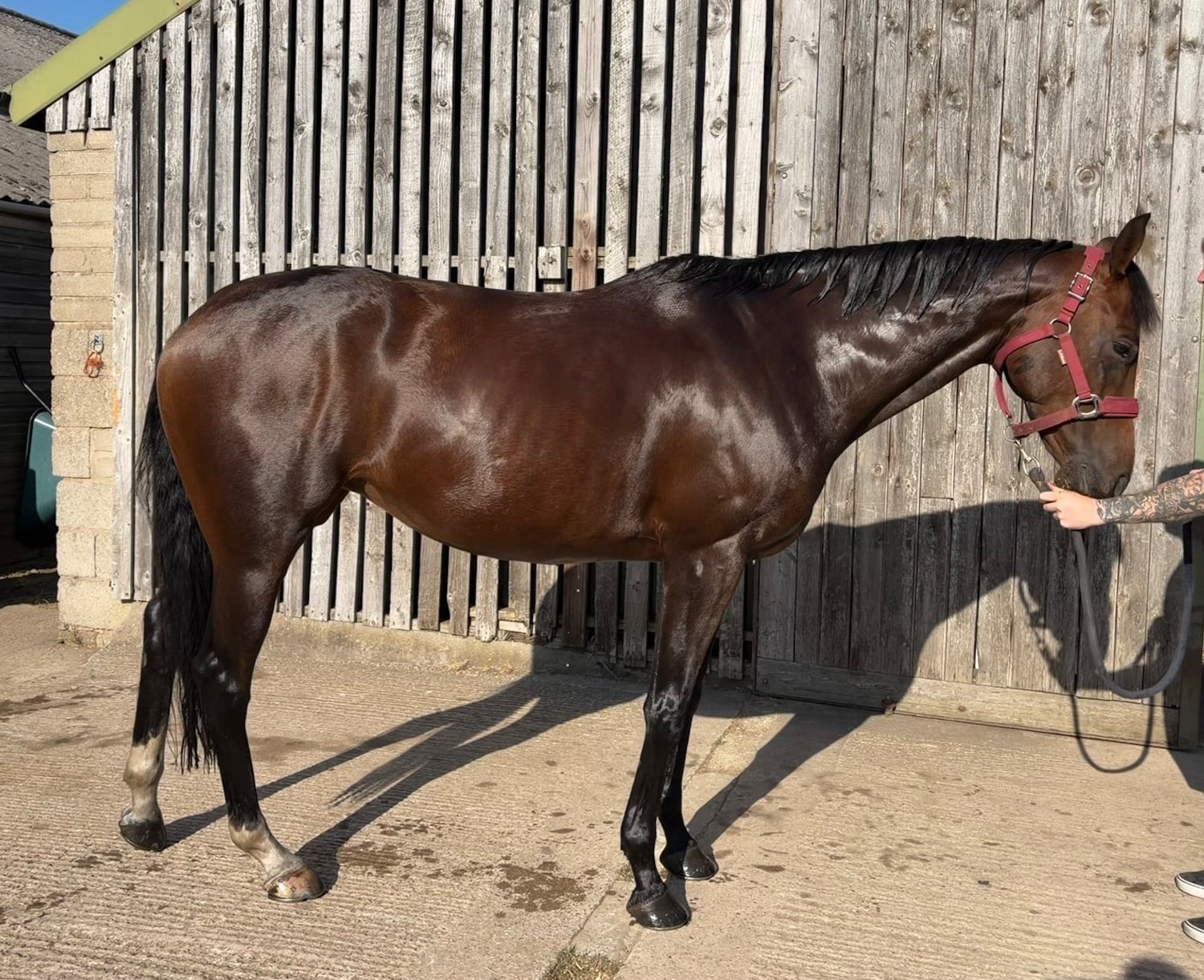 "Storm" Bay Mare All Rounder - Horses