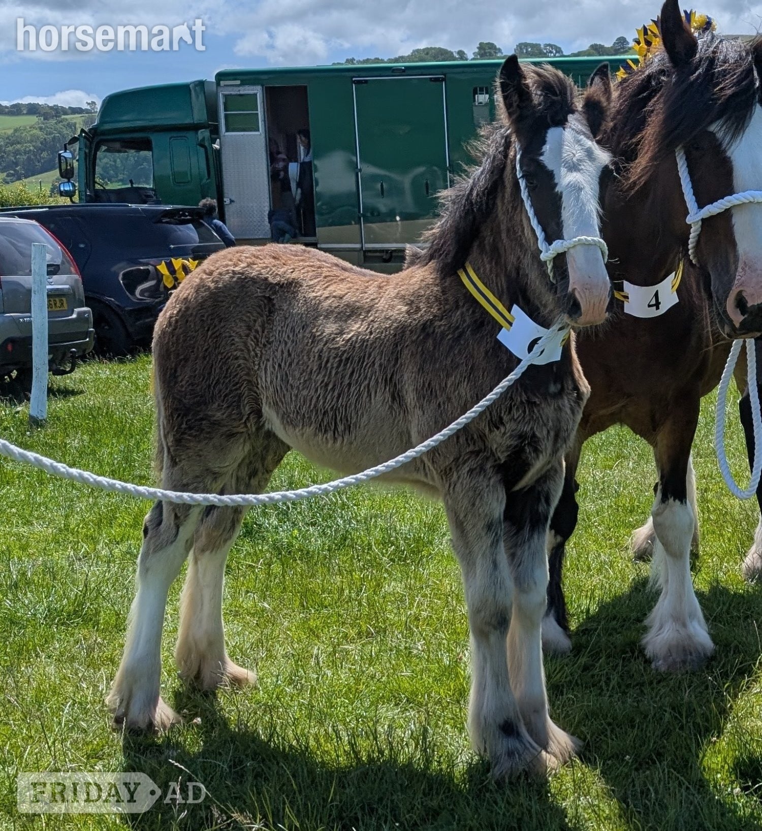 "Siedi Daphne's Devotion " Black Filly Youngstock / Foal in Llandysul